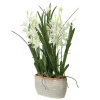 Ariana Orchid Plant
