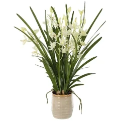 Ariana Orchid Plant