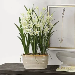 Ariana Orchid Plant