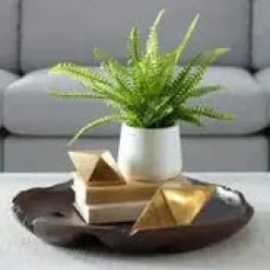 Boston Fern Plant