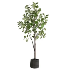 Eden Fig Tree Plant