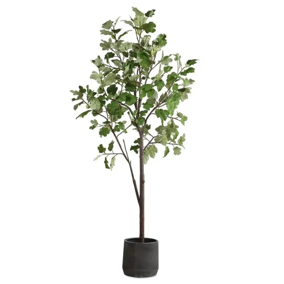 Eden Fig Tree Plant