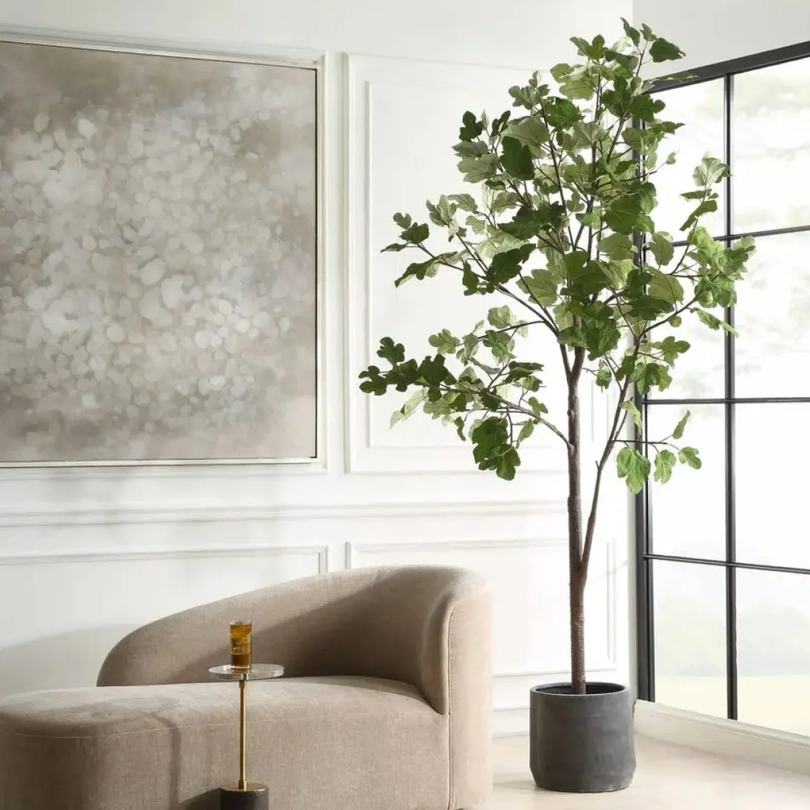 Eden Fig Tree Plant