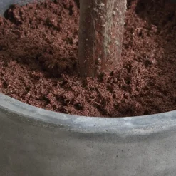 Eden Fig Tree Plant