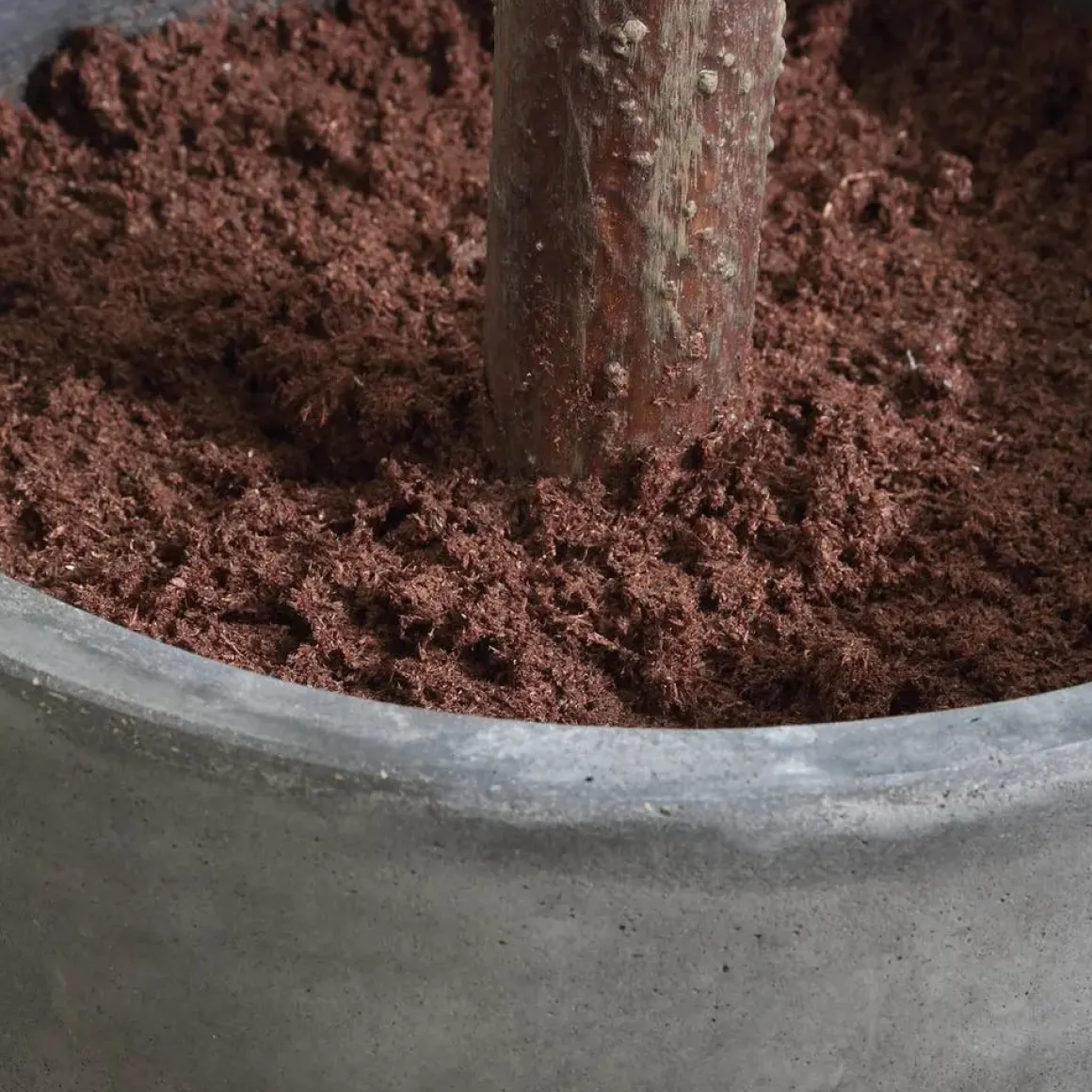 Eden Fig Tree Plant