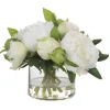 Garden Peony Plant