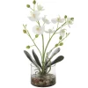 Glory Orchid