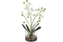 Glory Orchid