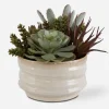 Mesa Succulent