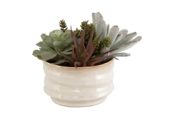 Mesa Succulent