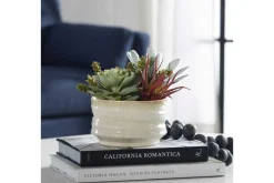 Mesa Succulent