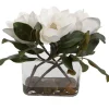 Middleton Magnolia Plant