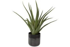 Tucson Plant